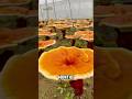 How China Grows Reishi Mushrooms Is Shocking! #reishimushroom #shorts