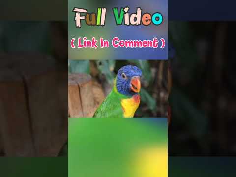 Parrot ~ Blue Fronted Lorikeet status! 🦜🦜🐏🐯🐾🐢🐚🐿️🐻🦣🦌🐫🪶🦏