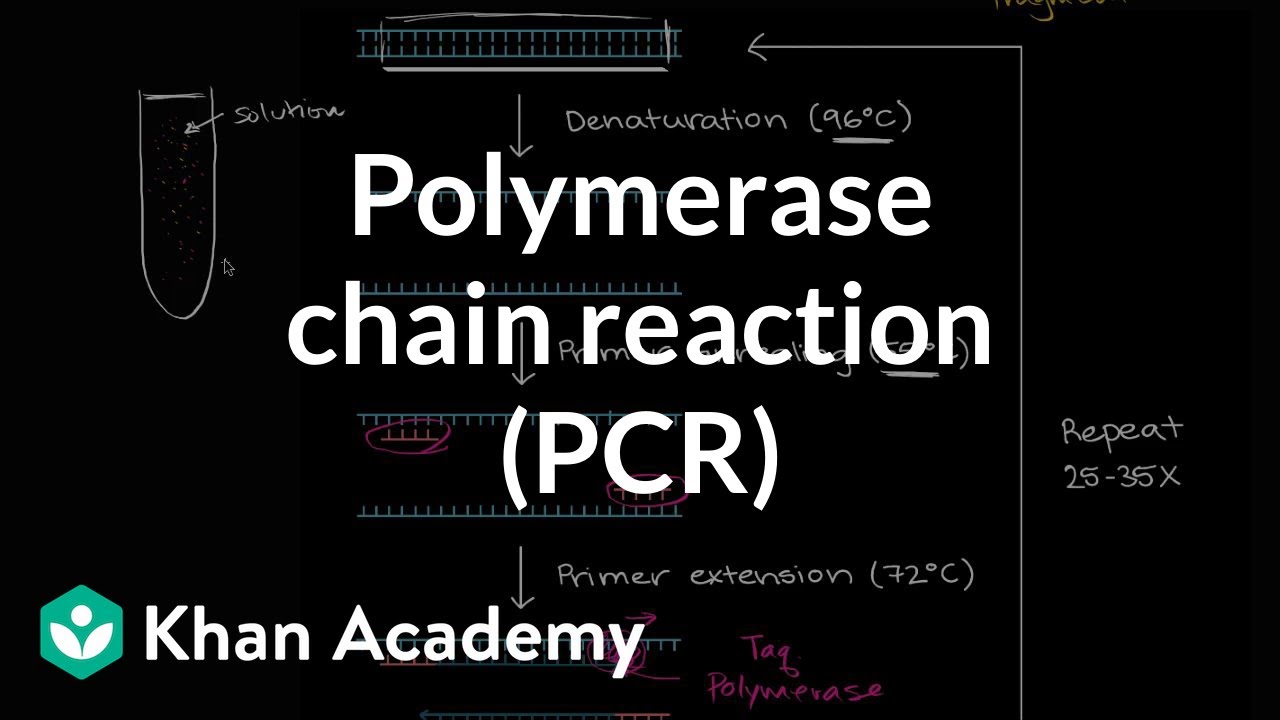 Polymerase chain reaction thesis