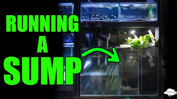 20 Aquariums with 1 Filter - Running a Sump
