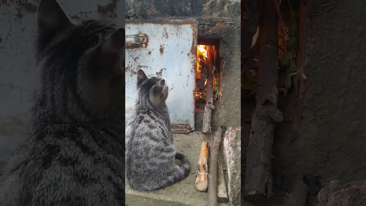Кот греется у печки. - YouTube