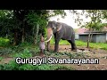 Gurugiyil sivanarayanan | sivanarayanan elephant | Kerala famous elephant | elephant food