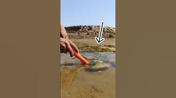 River treasure Hunt with metal detector #treasurehunt #treasurefinding #metaldetecting #shortsfeed