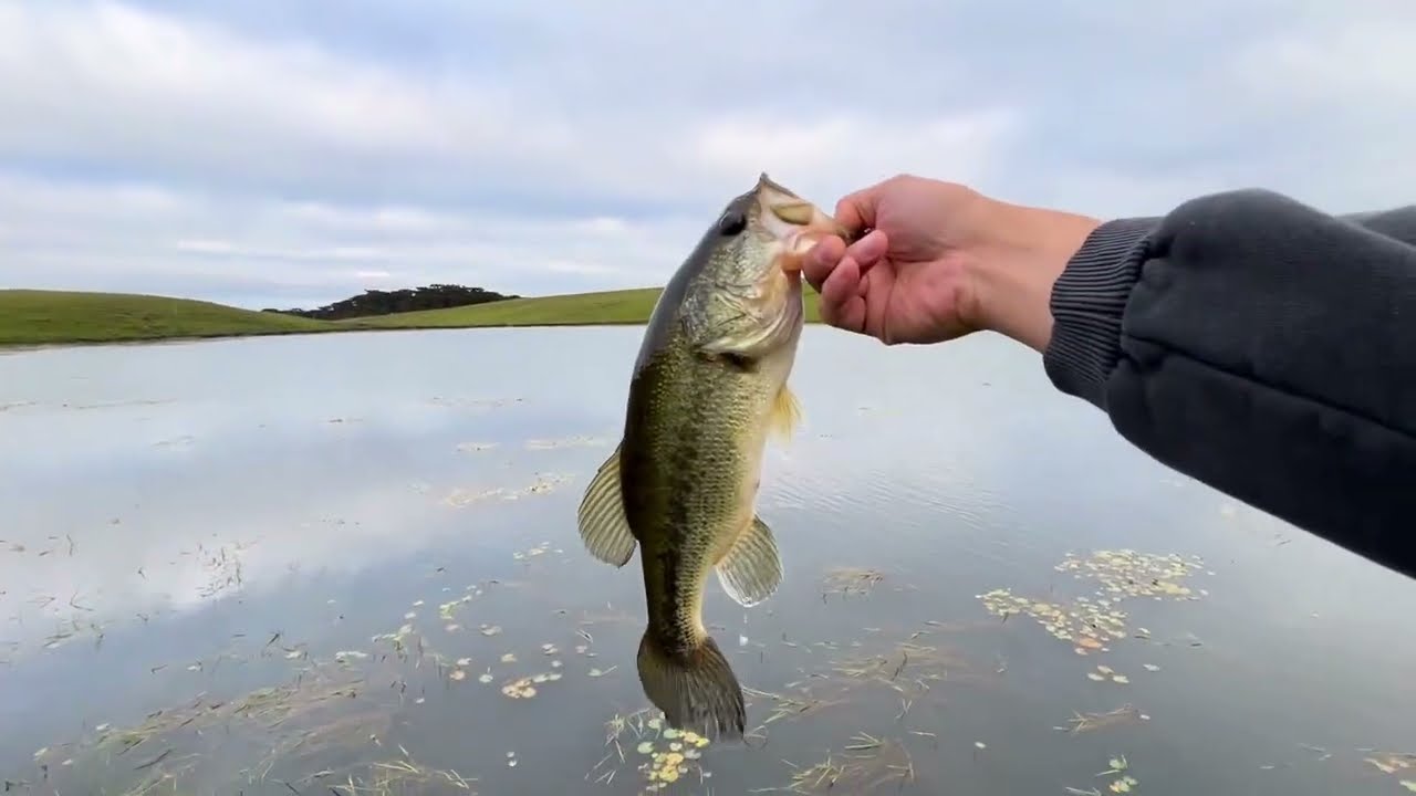 Private Pond Largemouth Bass Fishing: Amazing Topwater Action All Day Long!