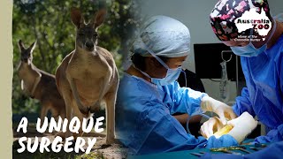 Emergency situation for one of our kangaroos | Australia Zoo Life