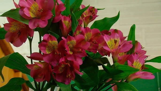 Growing & Cutting Alstroemeria Flowers