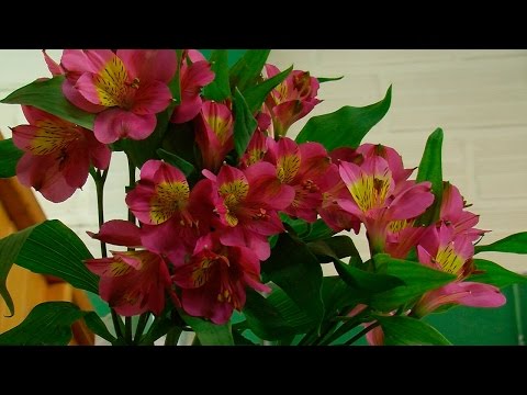 Video: Alstroemeria (65 Fotos): Descripción De Las Variedades Blancas Y Rojas De La Flor 