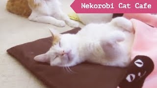 [JAPAN VLOG] Nekorobi: Ikebukuro Cat Café   池袋のねころび (猫カフェ)