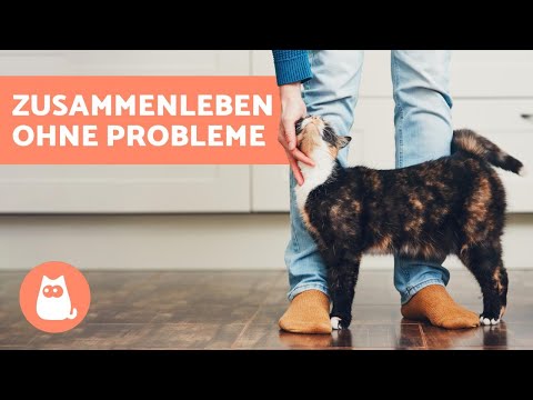 Video: Zehn Tipps Für Den Umgang Mit Katzen Mit Nierenversagen