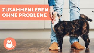 10 TIPPS zum richtigen Umgang mit Katzen