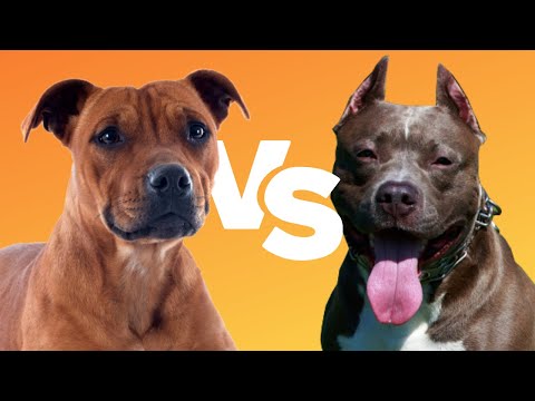 Video: Apa Perbezaan Antara Terrier Staffordshire Amerika dan Bull Terrier Staffordshire