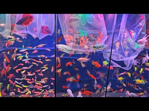 Сдал рыбку. Лимнофила сидячецветковая (Limnophila sessiliflora)