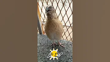تغريد ذكر السمان 