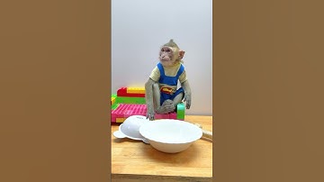 baby monkey