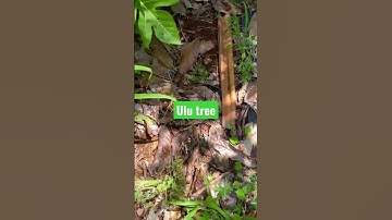 How Ulu (Breadfruit) trees propagate. The roots send out a new shoot as Ulu don’t have seeds.