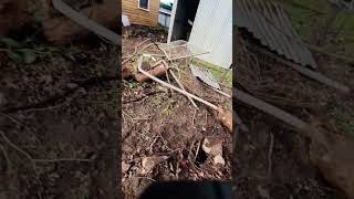 Back yard crap tin sheds part removed saving spare tin