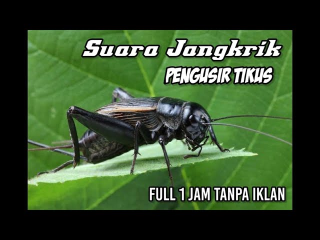 Suara Jangkrik Pengusir Tikus, TERBUKTI SANGAT AMPUH!!! (1 Jam Full Suara Jangkrik) class=