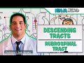 Neurology | Descending Tracts: Rubrospinal Tract