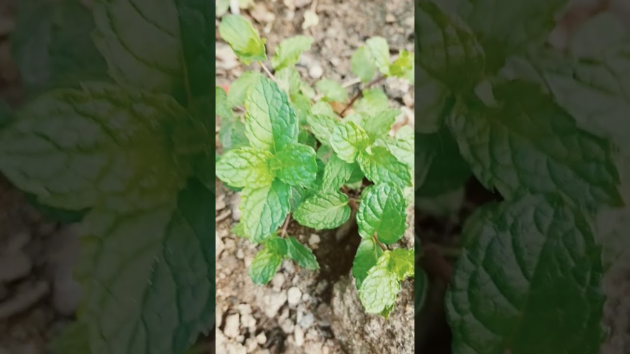mint leaves benefits 