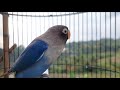 Panggilan Burung Lovebird Paling Efektif Bikin Lawan Emosi Dan Nyaut Ngekek Mp3 - Mp4 Download
