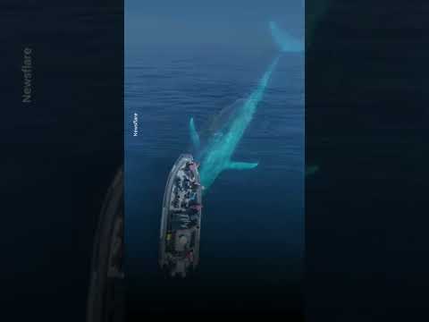 Massive blue whale mesmerizes boaters in California | USA TODAY #Shorts