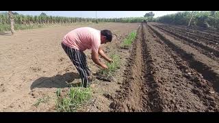 गन्ना नर्सरी पत्तियों की चटाई Sugarcane Nursery leaf mat