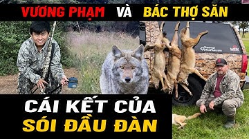 Chó Sói Đầu Đàn Gặp Vương Phạm Với Bác Thợ Săn và Cái Kết