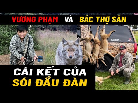 Video: Tại sao chó cái lại kết nối với những chú chó khác?