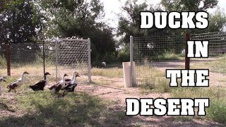 Ducks in the Desert