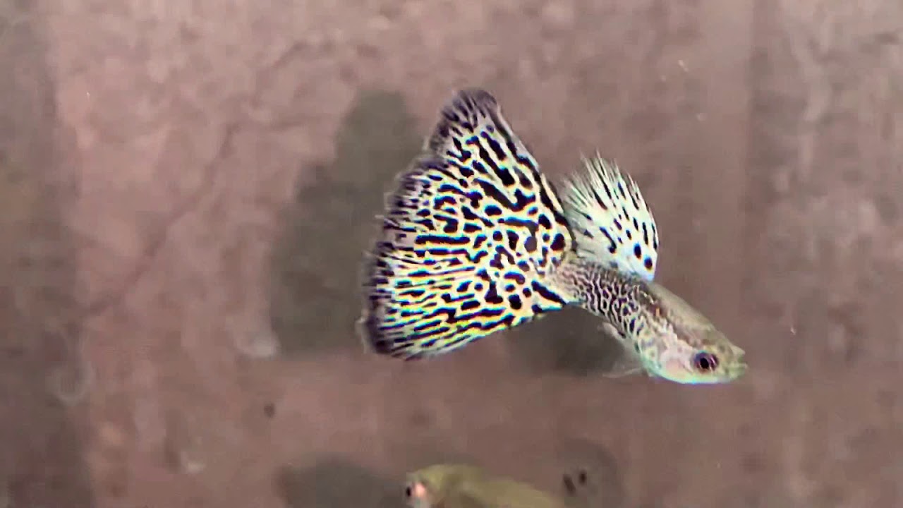 camera iphone 8 plus apk Cheetah Guppies