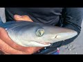 Florida Blacktip Sharks! | JONATHAN BIRD'S BLUE WORLD