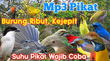 Suara Pikat Ribut, Kejepit Ampuh |cocok untuk semua jenis burung