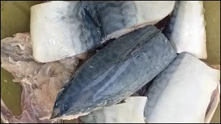 طريقة تنظيف سمك بلاميطة او ماكريل بسهولة الشيف محمد الدخميسي