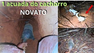 Armadillo hunt, first encounter of the 