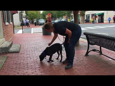 2.5-year-old-maverick!-best-dog-boarding-and-training-program-|-off-leash-k9-training