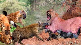 Hyena Massacre! Angry Hyenas Teamed Up To Destroy The Lion&#39;s Family To Avenge Their Cub