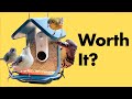 Bird buddy smart bird feeder review  6 months later