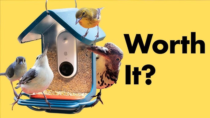 Mangeoire À Oiseaux Intelligente Avec Caméra Bird Buddy Mangeoire