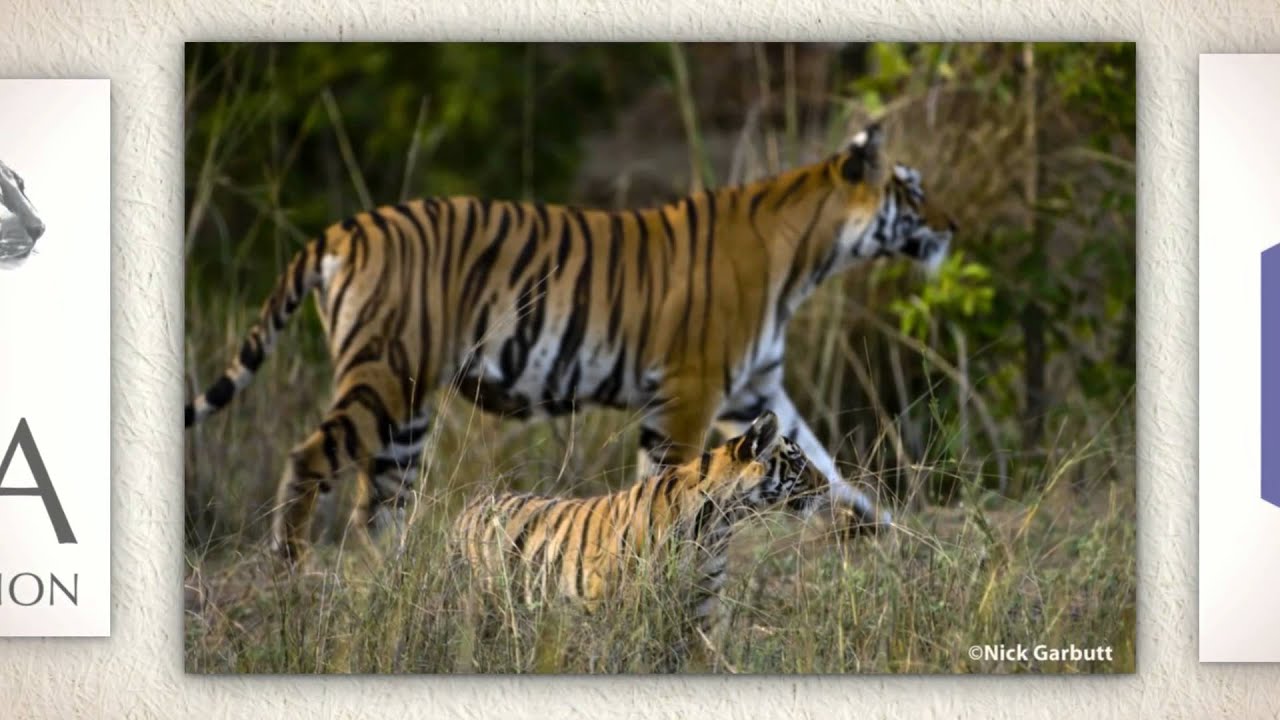 ROYALE & Panthera Partner to Protect Wild Tigers