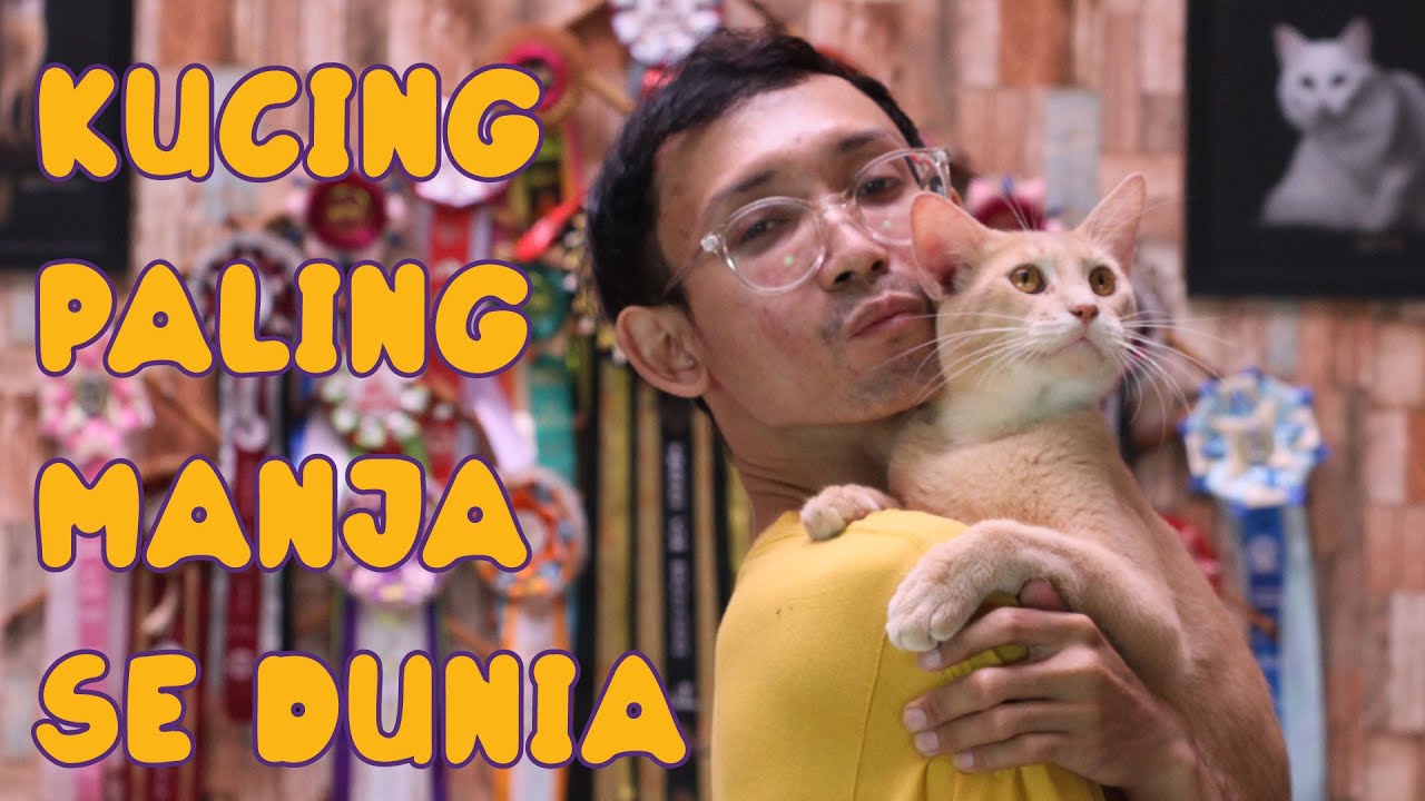 Main Bareng Kucing Abyssinian, Kucing Paling Manja Se Dunia - YouTube