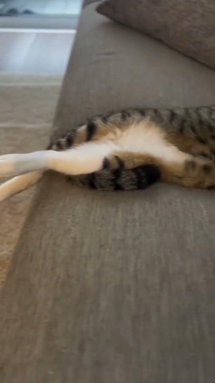 C magnifique vidéo chat nature