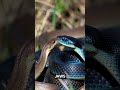 The 9 Foot Snake That Eats Rattlesnakes! 🐍🔥 #animalfacts