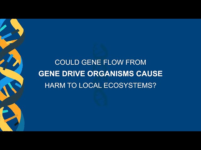 Could gene flow from gene drive organisms cause harm to local ecosystems?