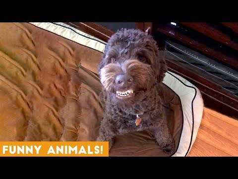 Funniest Pets & Animals of the Week Compilation January 2019 | Funny Pet Videos