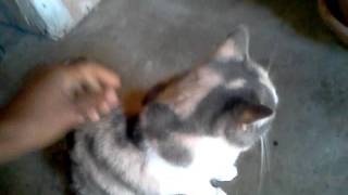 Terry the tiger "Rap Song for a cat" part 2
