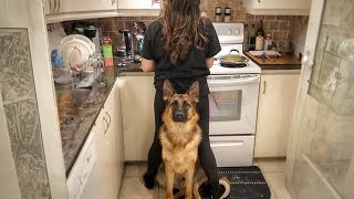 When Your Dog Becomes a Trusted Bodyguard -  Cute Moments Dog and Human by Funny Pet's Life 190,718 views 4 days ago 11 minutes, 1 second