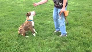 Video Of Adoptable Pet Named Spike Cl