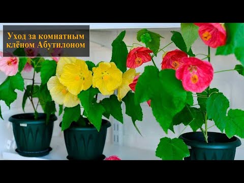 Видео: Цветущий комнатный клен - как ухаживать за растением абутилон