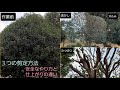【キンモクセイ】３つの剪定方法の違いと脚立の安全な立て方【仕上がりの例】
