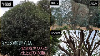 【キンモクセイ】つの剪定方法の違いと脚立の安全な立て方【仕上がりの例】